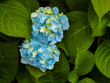 Hydrangea plant in full bloom with blue flowers