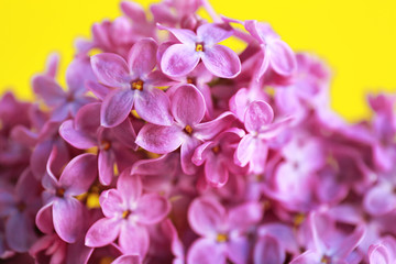 Wall Mural - Bunch of beautiful lilac flowers, closeup