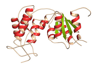 Poster - CD38 (ectodomain fragment) enzyme. Target of the monoclonal antibody drug daratumumab, used for the treatment of multiple myeloma. 3D rendering based on protein data bank entry 5f1k.