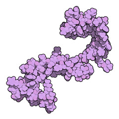 Wall Mural - Cystatin C (V57D mutant). Protein used as biomarker of kidney function. 3D rendering based on protein data bank entry 3sva.