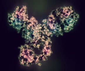 Poster - Pembrolizumab monoclonal antibody drug protein. Immune checkpoint inhibitor targetting PD-1, used in the treatment of a number of cancers. 3D rendering based on protein data bank entry 5dk3.