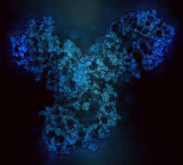 Poster - Pembrolizumab monoclonal antibody drug protein. Immune checkpoint inhibitor targetting PD-1, used in the treatment of a number of cancers. 3D rendering based on protein data bank entry 5dk3.