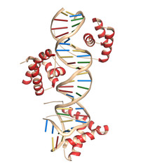 Sticker - Sox2 (HMG domain) and Oct-1 (POU domain) transcription factors, bound to DNA. 3D rendering based on protein data bank entry 1gt0.