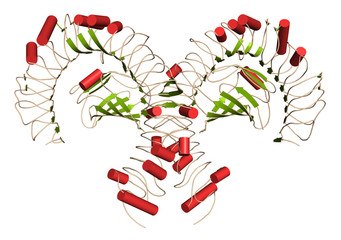 Canvas Print - Toll-like receptor 4 (TLR4, extracellular domain) bound to lipopolysaccharide (LPS) and MD-2. Involved in activating the innate immune system upon detecting LPS.