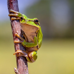 Canvas Print - Looking European tree frog