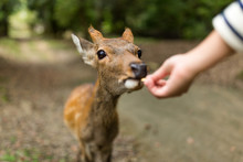 Feeding Deer