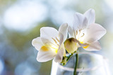 Delicate white freesia blossom in soft sunlight - closeup