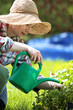 Podlewanie roślin na grządce. Kobieta sadzi rośliny w przydomowym ogródku