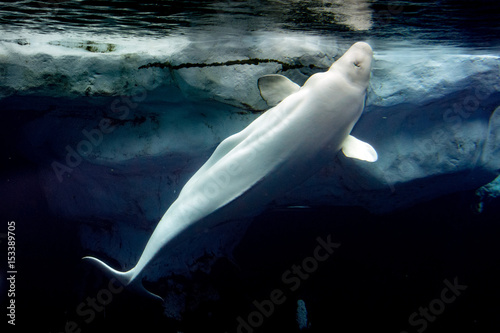 Fotomural Beluga whale white dolphin portrait