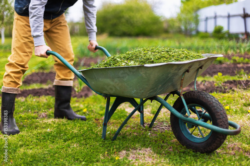 Cuadros en Lienzo Farmer is holding old wheelbarrow full of grass at green summer garden background