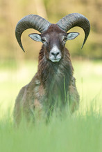 Ram Of Mouflon On Spring Meadow.