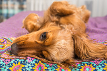 English Cocker Spaniel Is Lying On Bed
