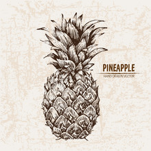 Digital Vector Detailed Line Art Pineapple Fruit Hand Drawn Retro Illustration Collection Set. Thin Artistic Pencil Outline. Vintage Ink Flat Style, Engraved Simple Doodle Sketches. Isolated