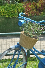 Old Bicycle With Flowers In The Front Basket,parked In The Garden