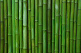 Fototapeta Sypialnia - Green bamboo fence background