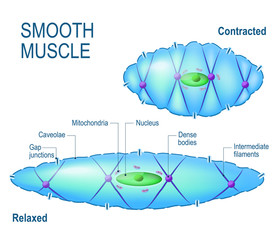 smooth muscle cell.