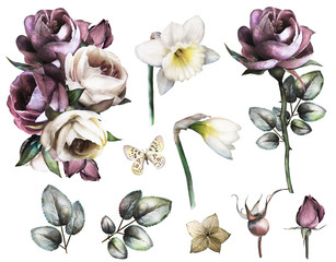 Wall Mural - Set elements of rose and narcissus. Collection garden and wild flowers, branches, illustration isolated on white background, bud, herbs. Watercolor style