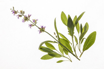 Wall Mural - sage isolated