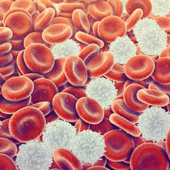 Wall Mural - Red and white blood cells , The leukocytes are immune system cells protecting the body from infectious diseases