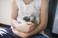 Midsection Of Girl Holding Young Birds While Sitting At Home
