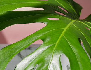 Wall Mural - Close-up of the monstera leaf against pink wall. Summer concept.