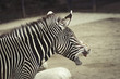 Zebra gähnend