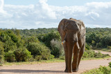 Fototapeta Perspektywa 3d - Elephant walking on the dusty road