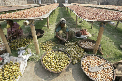 Labourers Cut Betel Nuts At A Cottage Industry In Choto Shalkumar