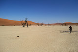 Fototapeta  - Sossusvlei Salt Pan Desert Landscape with Dead Trees and a Woman Walking, Namibia