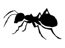 Ordinary Ant