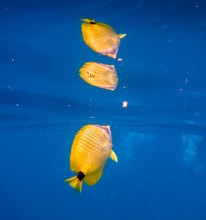 Beautiful Yellow Tropical Fish Swimming In Hawaiian Ocean Water.  Natures Saltwater Fish With Reflection In Vibrant Blue Water. Adventure Of Snorkeling In Tropical Hawaii.