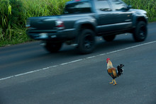 Rooster Crossing Road 