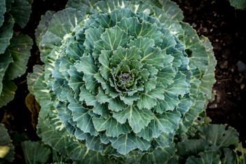 Wall Mural - Top view of green cabbage