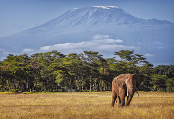 kilimanjaro and elephant