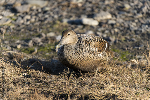 Eider A Duvet Femelle Nid Somateria Mollissima Common Eider