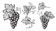 Set of grapes monochrome sketch. Hand drawn grape bunches.