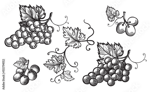 Photographie Set of grapes monochrome sketch. Hand drawn grape bunches.