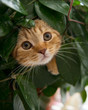 Cat in a flower pot. In ambush
