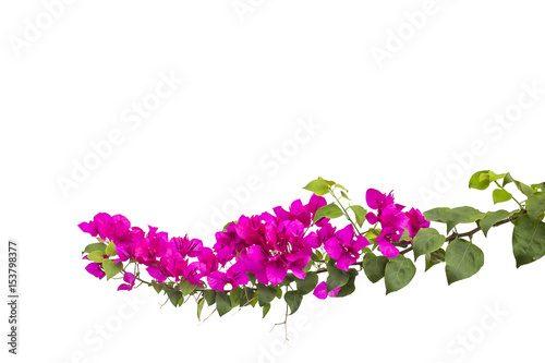 Fotomural bougainvilleas isolated on white background.