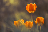 Fototapeta Tulipany - Bright flowers tulips on beautiful background.Selective soft focus