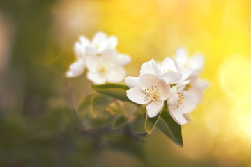 Wall Mural - delicate flowers of jasmine. selective soft focus