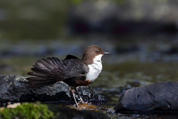 Wall Mural - Dipper on River