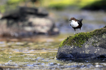 Wall Mural - Dipper on River