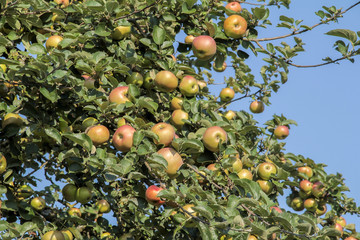 Wall Mural - apples on tree