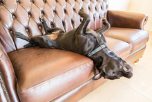 A Black Staffordshire Bull Terrier Dog Asleep On A Brown Vintage Style Leather Sofa. He Is Lying On His Back With His Feet In The Air With His Head Hanging Off The Side Of The Sofa. 