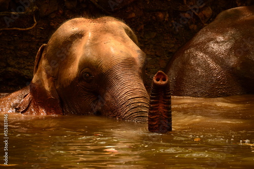 Plakat Słoń w kąpieliskach