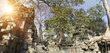 Jungle tree covering the stones of the temple  in Angkor Wat (Siem Reap, Cambodia)