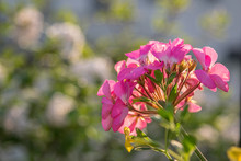 Macro Shot Of Hot Pink Geranium Flower In Sunlight