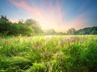 Wall Mural - meadow with flowers in the morning