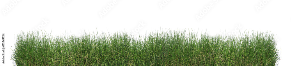 Green grass isolated. - obrazy, fototapety, plakaty 